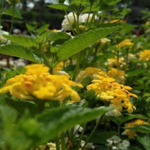 andika yunifar profile icon