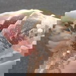 Lia Alrind profile icon