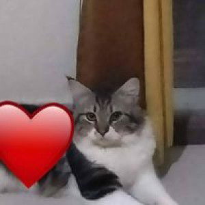 Indriawati Raisya profile icon