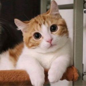 Mila Pujiati profile icon