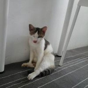 Dia Dayana profile icon