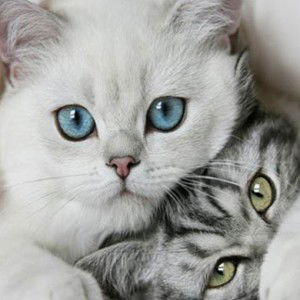 nur lu'aily fauziyah profile icon