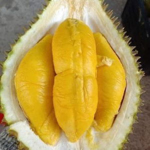 Asiah Fasihah profile icon