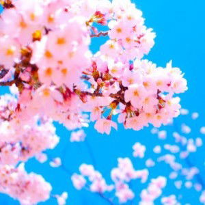 Sulung Widya Astuti profile icon