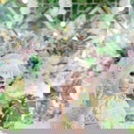 Rizka Nurriyatur Rohmah profile icon