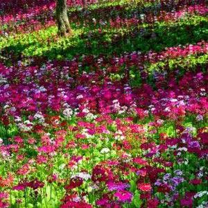 Siti Othman profile icon