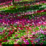 Siti Othman profile icon