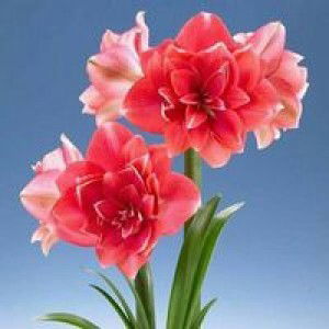 Ummi Hilmy profile icon