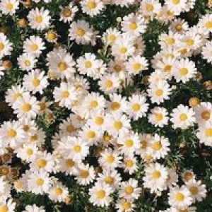 Hilwah Hilya W profile icon