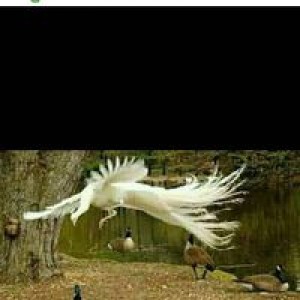 Kurniawan Jamur Barat profile icon