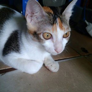 miu miu profile icon