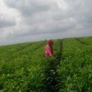 Yan manik profile icon