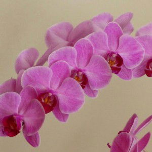 Astri Brivania profile icon