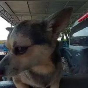 Maew Jaruwan profile icon