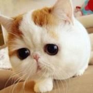 Ika S profile icon