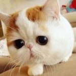 Ika S profile icon