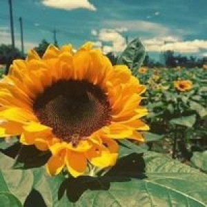 Hoa Hương Dương profile icon