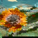 Hoa Hương Dương profile icon