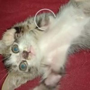 Khairi Yatus Nur Asyifa profile icon