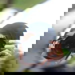 Sinaran Bintang-bintang profile icon