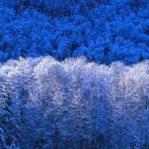 Rachna Chacko profile icon