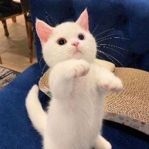 Indriani profile icon