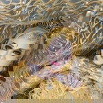 Hanie Fatus profile icon