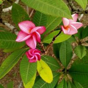 Mooaor Phodchanee profile icon