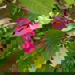 Mooaor Phodchanee profile icon