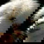 Faz basir Vlog profile icon