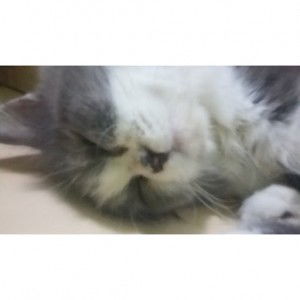 Dita VDM profile icon