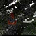 Siriporn Thornsri profile icon