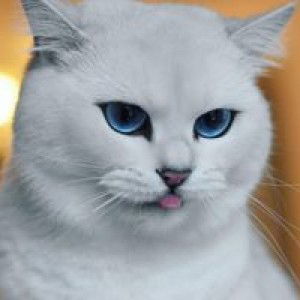 Masak Lemak Cilipadi profile icon