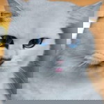 Masak Lemak Cilipadi profile icon