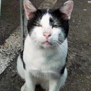 Siti Nisa profile icon