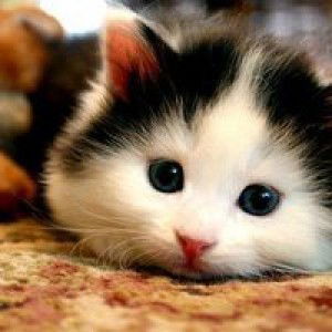 Minn Edina profile icon