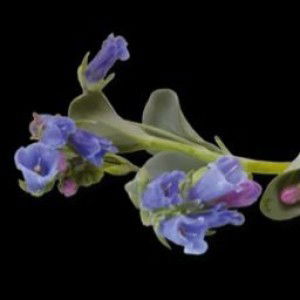 Sartika Amin profile icon