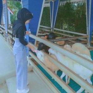 Sureena Samoh profile icon