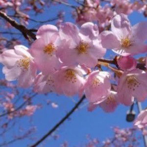 Zulfia Effendy profile icon