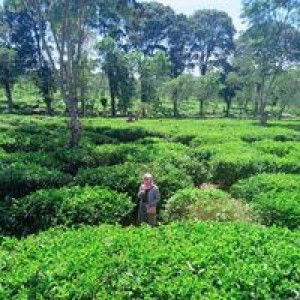 Diah Kartika Sari profile icon