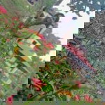 Jannine Dano profile icon