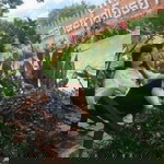 Noo Ying Paksa profile icon