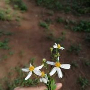 Nonon Nong profile icon