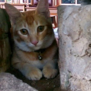 Ellya Rachman profile icon