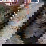 Ellya Rachman profile icon