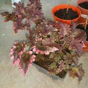 Batrisyia Anura profile icon