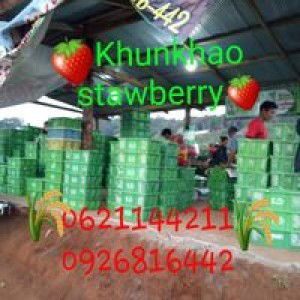 ขุนเขาสตอเบอร์รี่่ และผลไม้ตามฤดูกาล profile icon