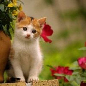 Sarohmah Fajar profile icon