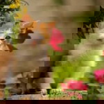 Sarohmah Fajar profile icon