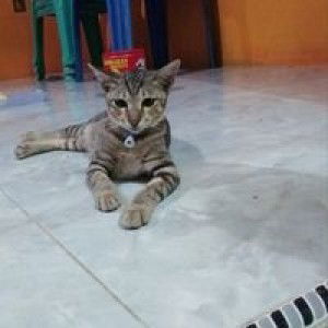 Anisa Afifah profile icon